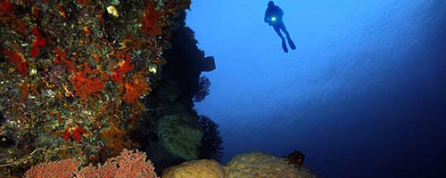 Florida Keys Diving