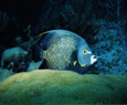 itsadive itsadive